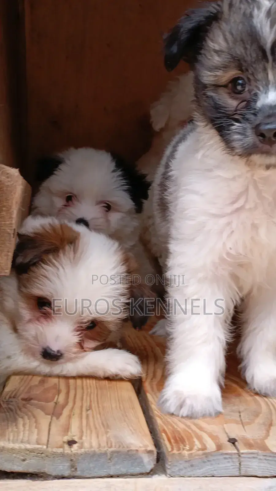 1-3 months Male Purebred Havanese