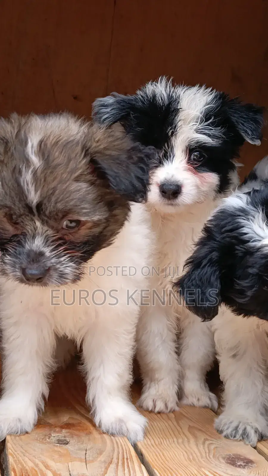 1-3 months Male Purebred Havanese