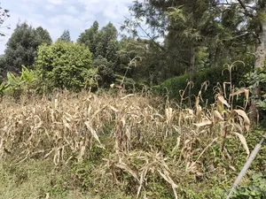 Residential Eighth Acre Plot in Ngong, Memusi. Red Soil Near Iat SCH