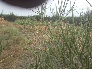Plot on Sale