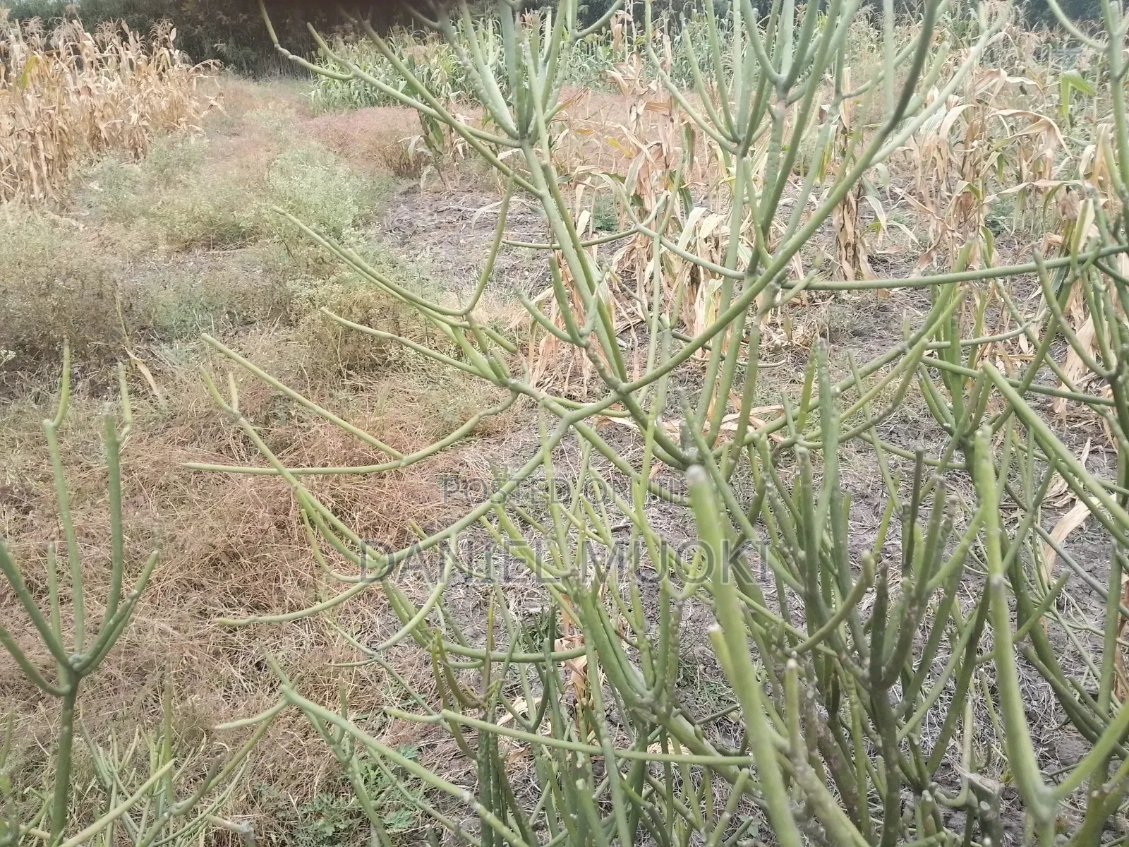 Plot on Sale