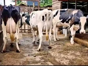 Pure Breed Fresian Cow