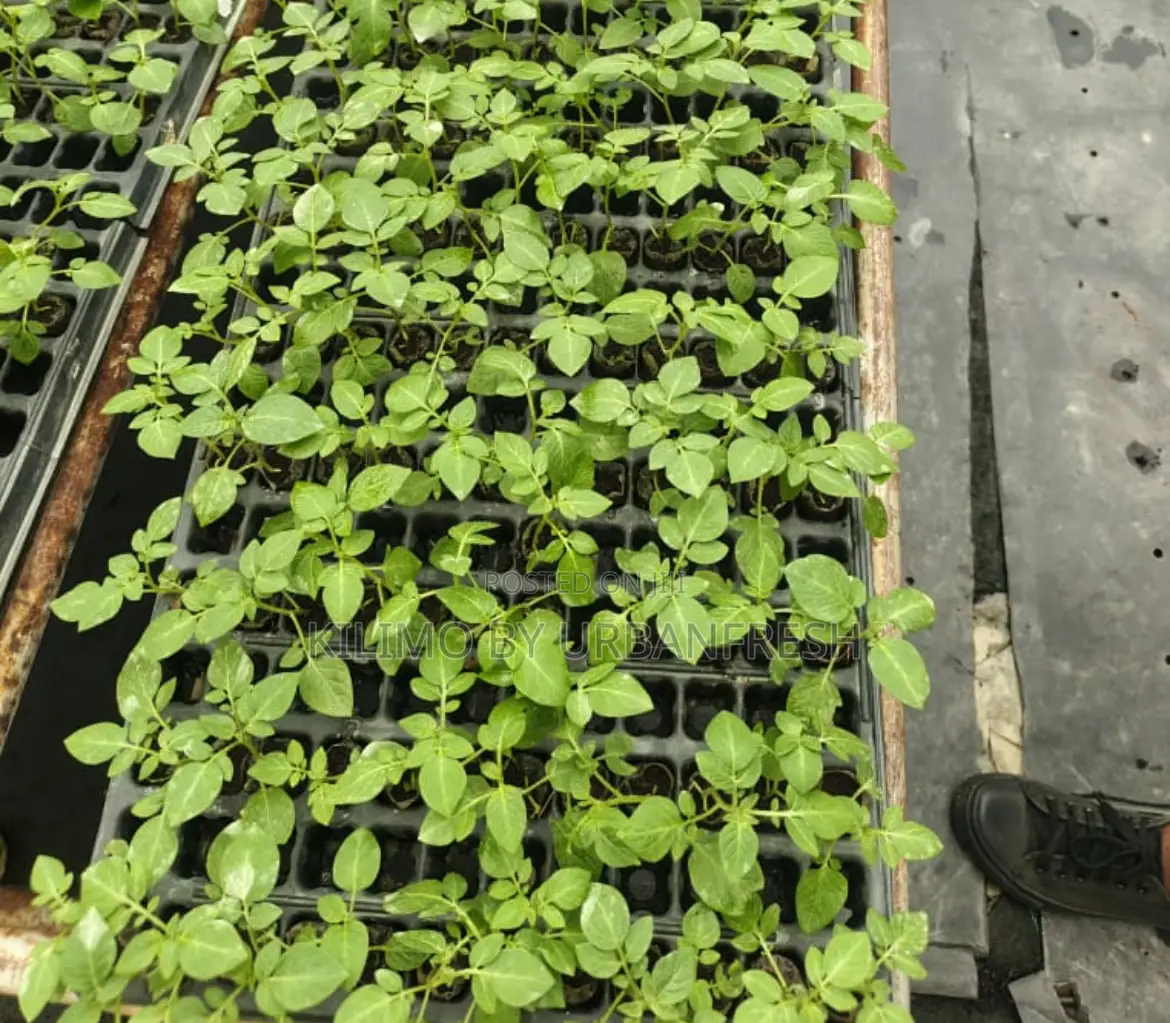 Shangi Super Potato Apical Seedlings Bundle of 100