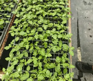 Shangi Super Potato Apical Seedlings Bundle of 100
