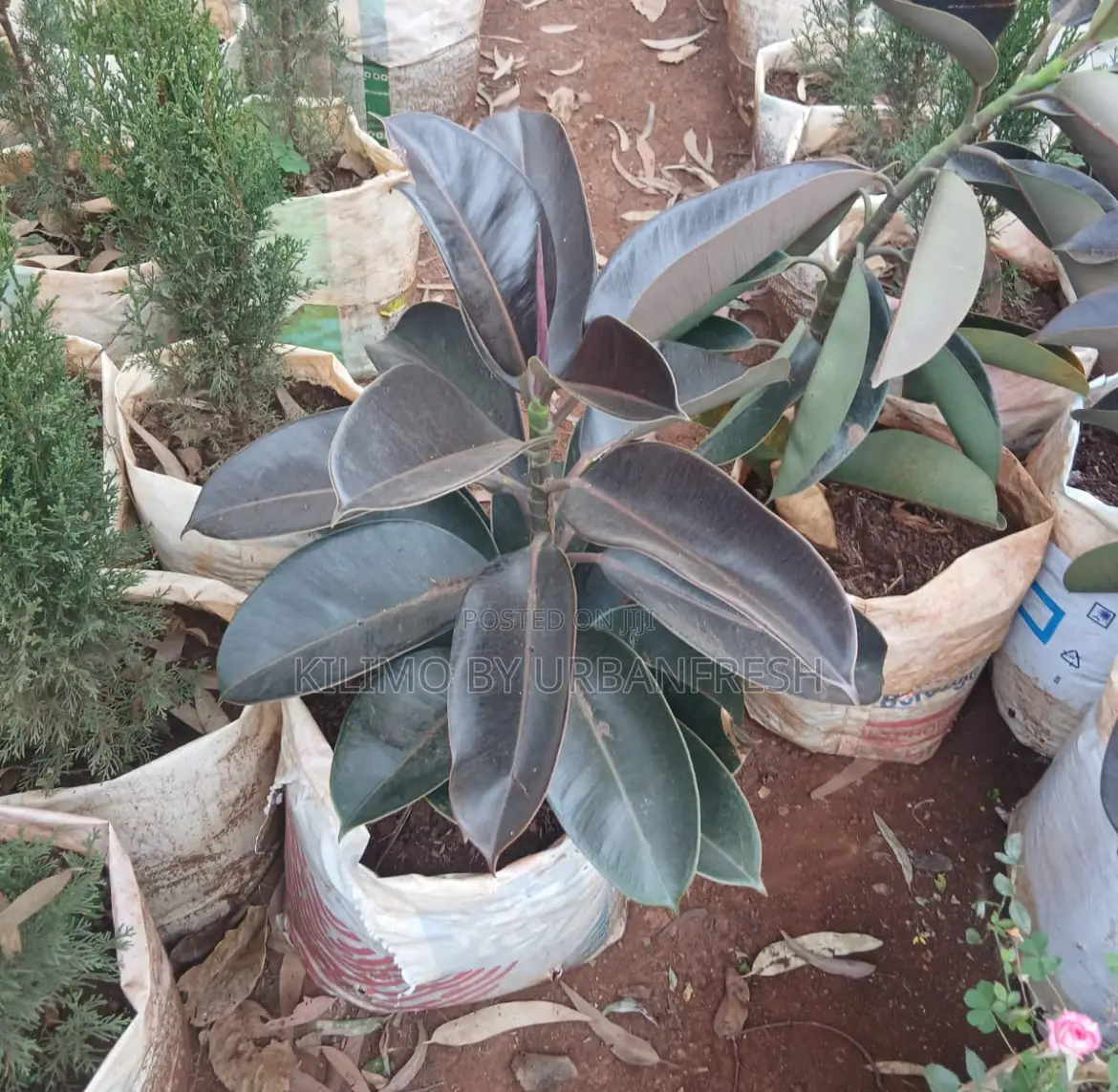 Indian Rubber Plant