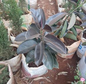 Indian Rubber Plant - main view