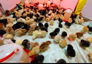 Vaccinated Chicks ,Improved Kienyeji Chicks, One Day Old - main view