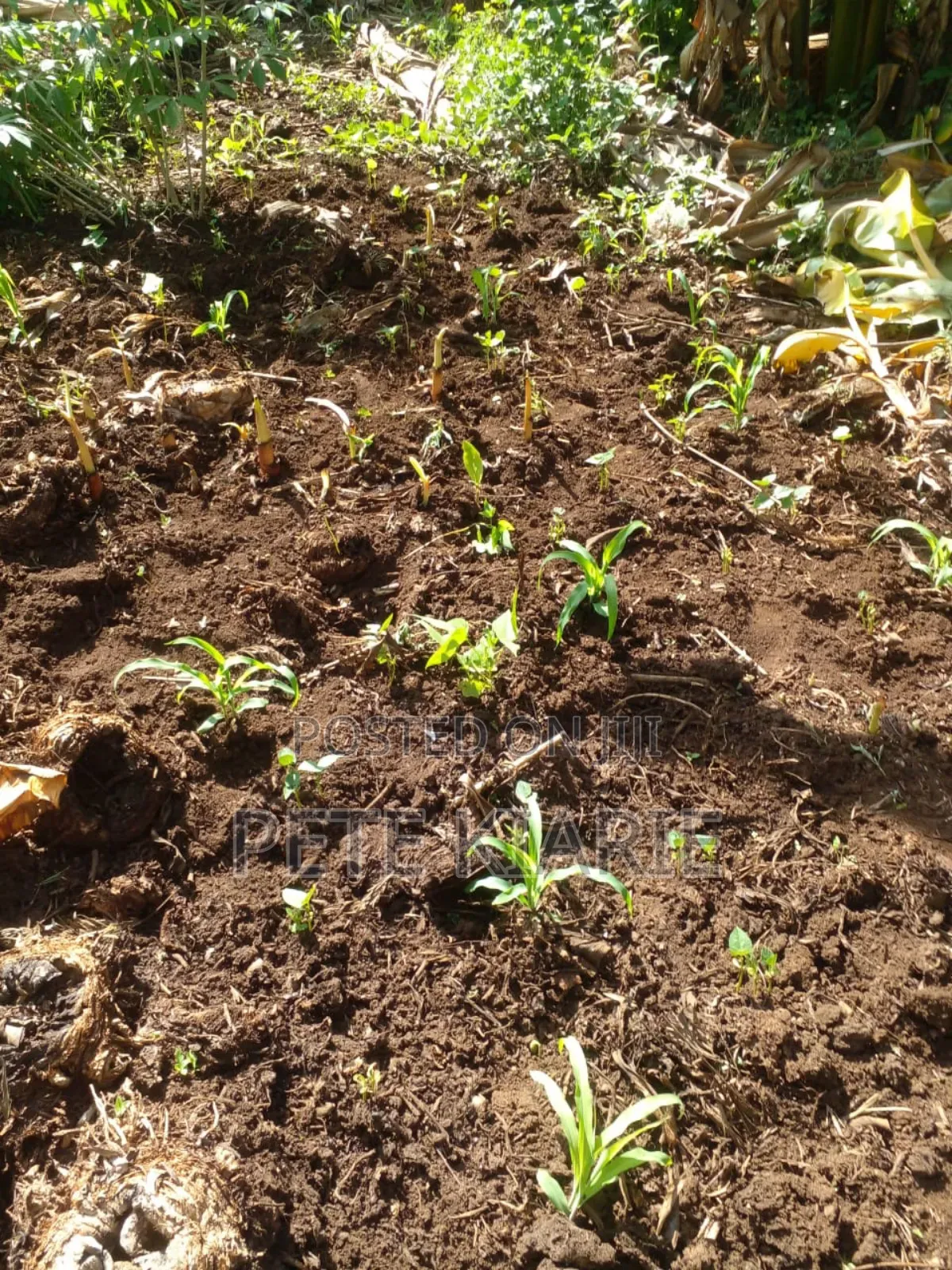 Land for Sale – Kimori Wempa , Murang’A County (Near Pro Gas Hq)