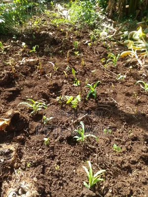 Land for Sale – Kimori Wempa , Murang’A County (Near Pro Gas Hq)