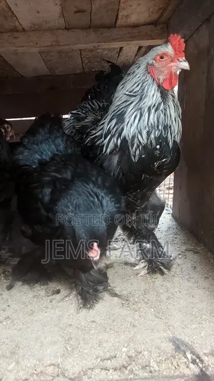 Fertilised Brahma Hatching Eggs