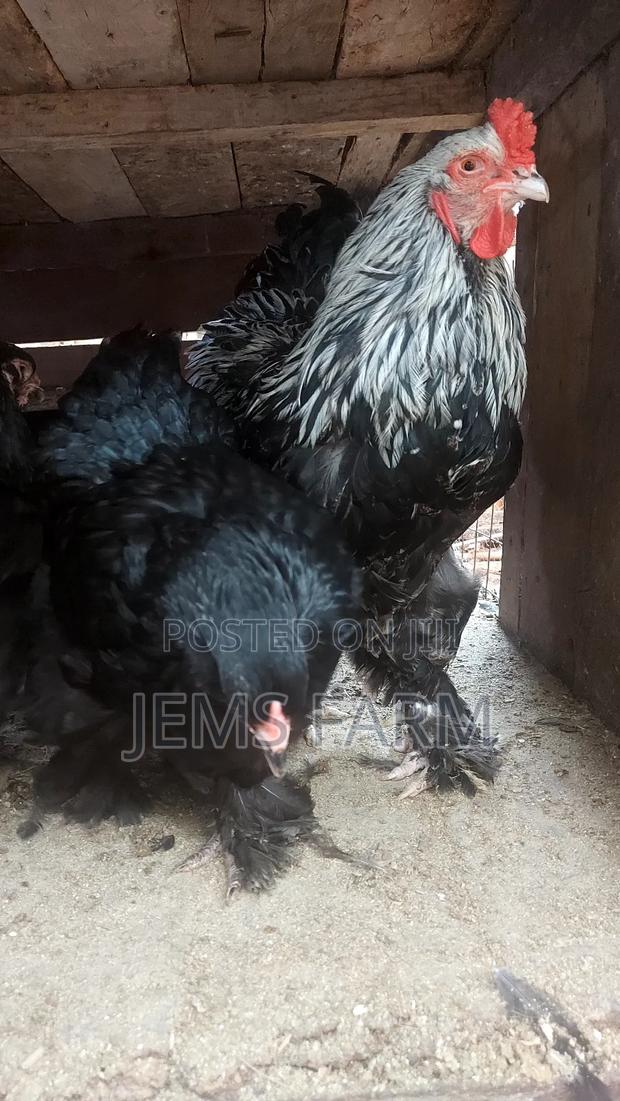 Fertilised Brahma Hatching Eggs - main view