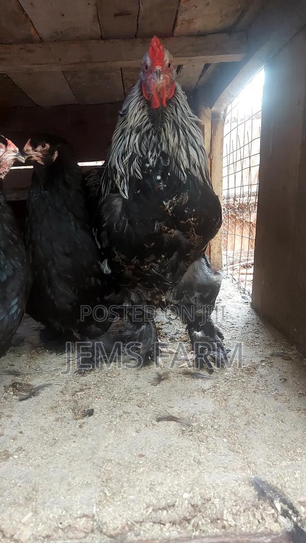 Fertilised Brahma Hatching Eggs - thumbnail 2