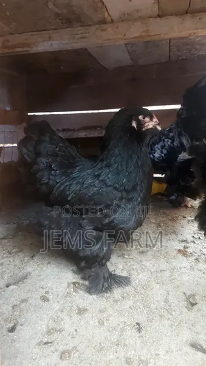 Fertilised Brahma Hatching Eggs