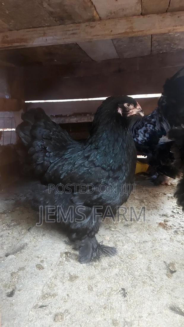 Fertilised Brahma Hatching Eggs - thumbnail 3