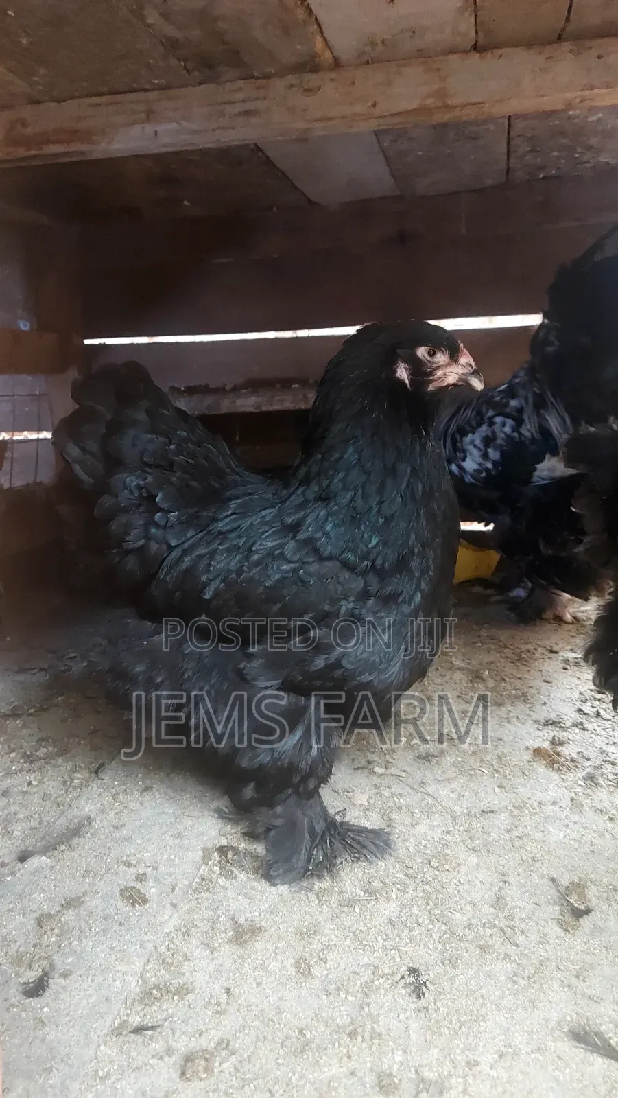 Fertilised Brahma Hatching Eggs