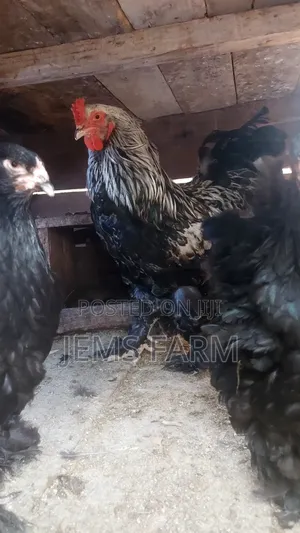 Fertilised Brahma Hatching Eggs