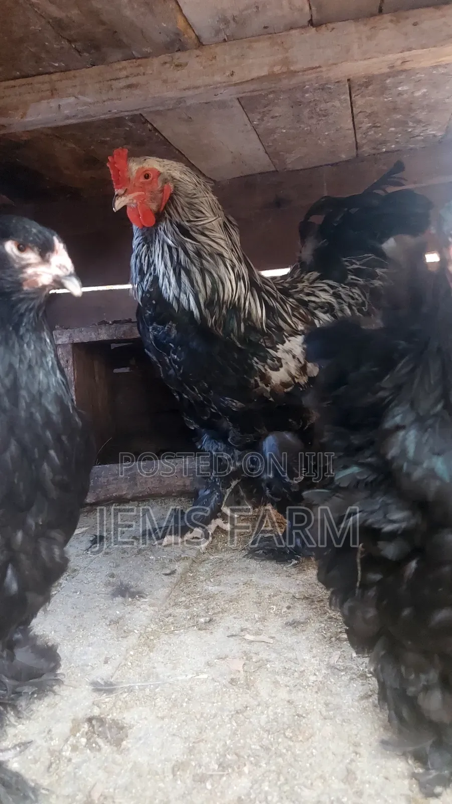 Fertilised Brahma Hatching Eggs