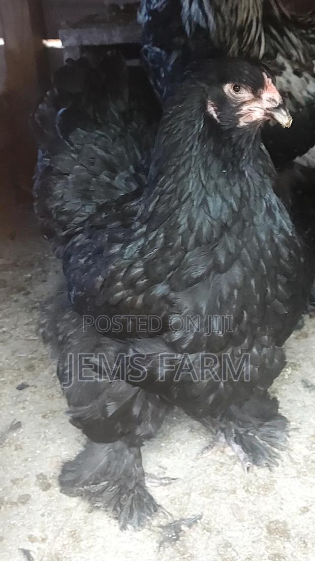 Fertilised Brahma Hatching Eggs - thumbnail 5