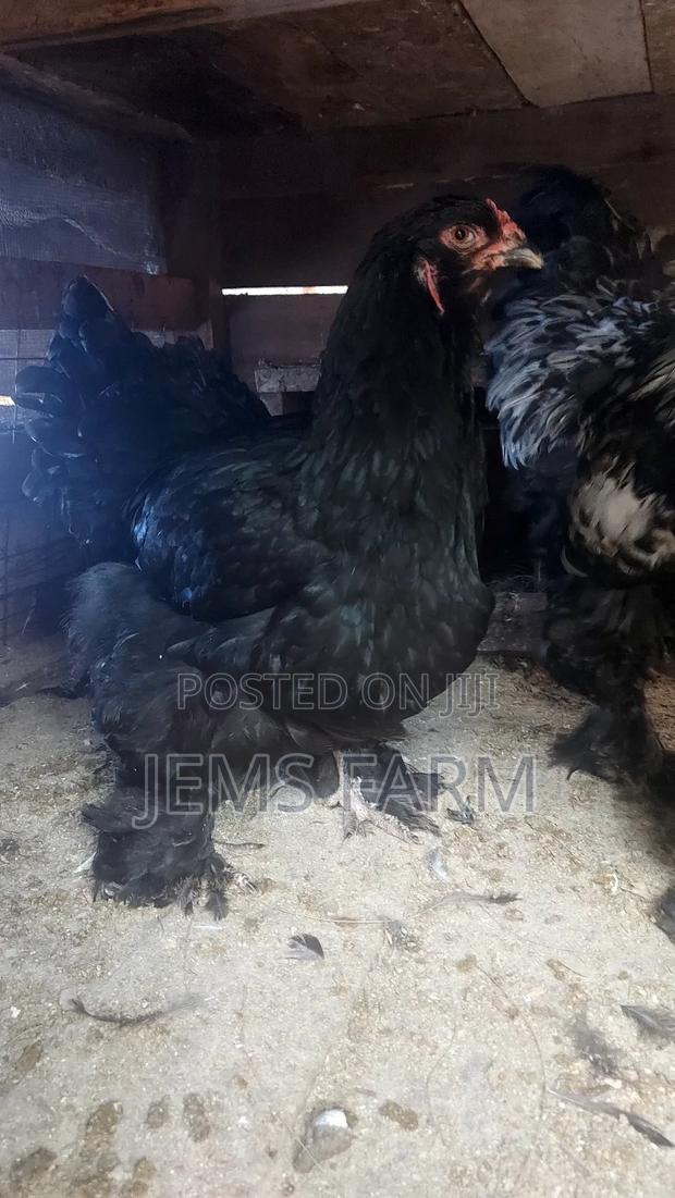 Fertilised Brahma Hatching Eggs - thumbnail 6