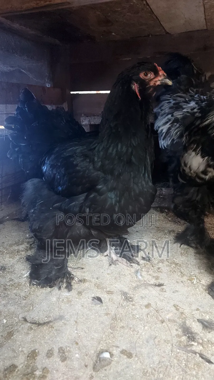 Fertilised Brahma Hatching Eggs