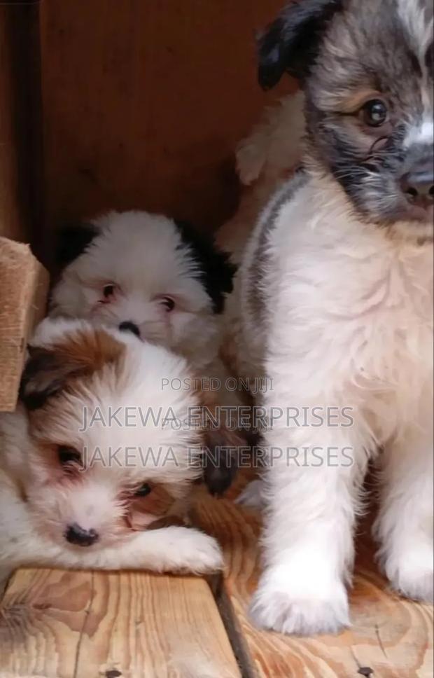 1-3 months Male Purebred Havanese - main view