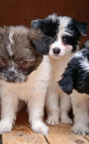 1-3 months Female Purebred Havanese - thumbnail 2
