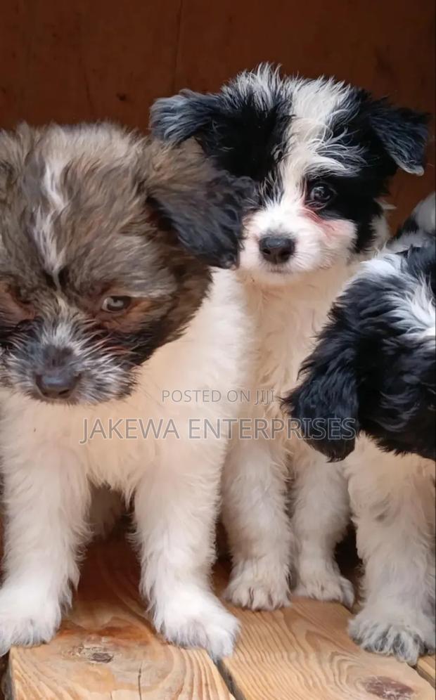 1-3 months Female Purebred Havanese - main view