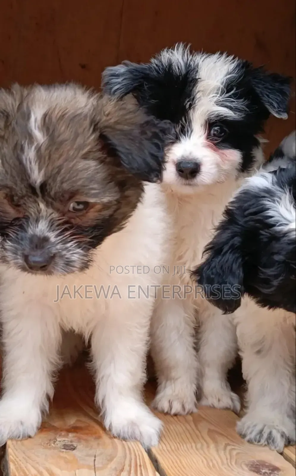 1-3 months Female Purebred Havanese