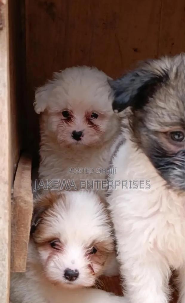 1-3 months Male Purebred Havanese - main view