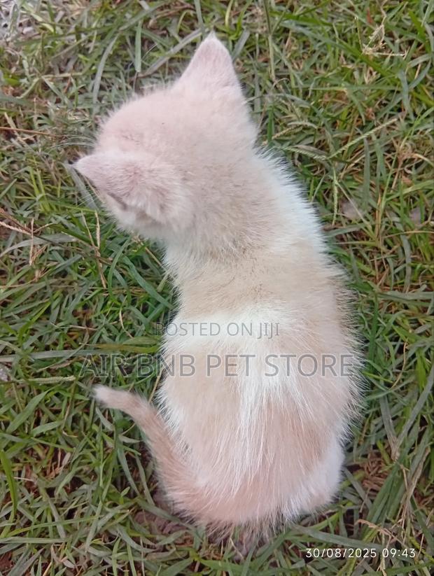 0-1 month Male Purebred American Bobtail