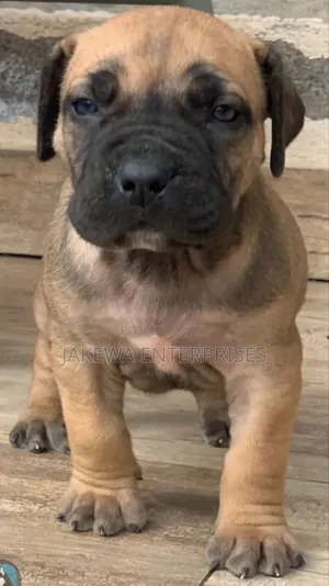 1-3 months Female Purebred Boerboel