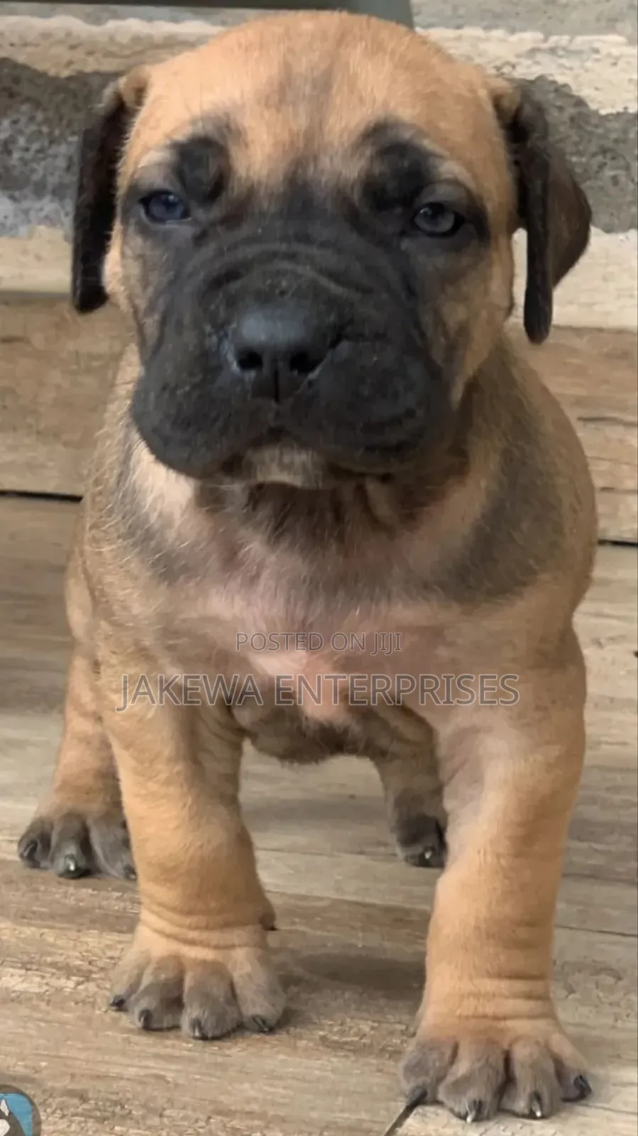 1-3 months Female Purebred Boerboel