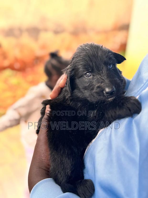 1-3 months Female Purebred German Shepherd - main view