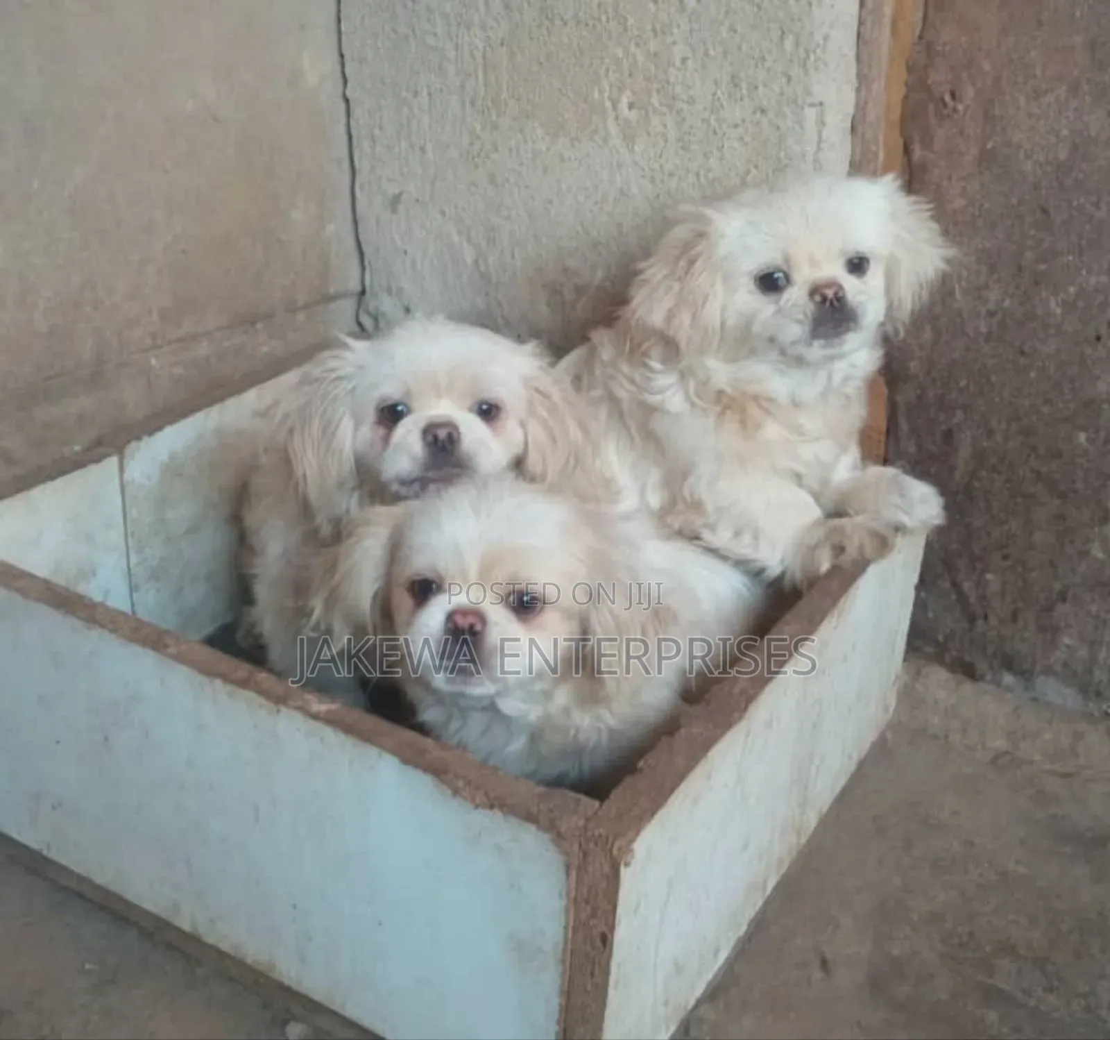 1-3 months Male Purebred Maltese