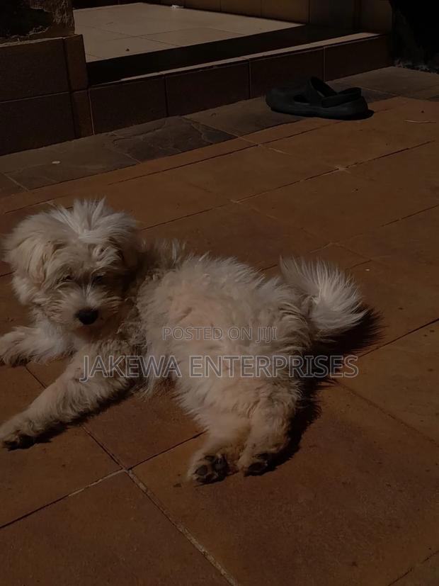 1-3 months Male Purebred Maltese - main view