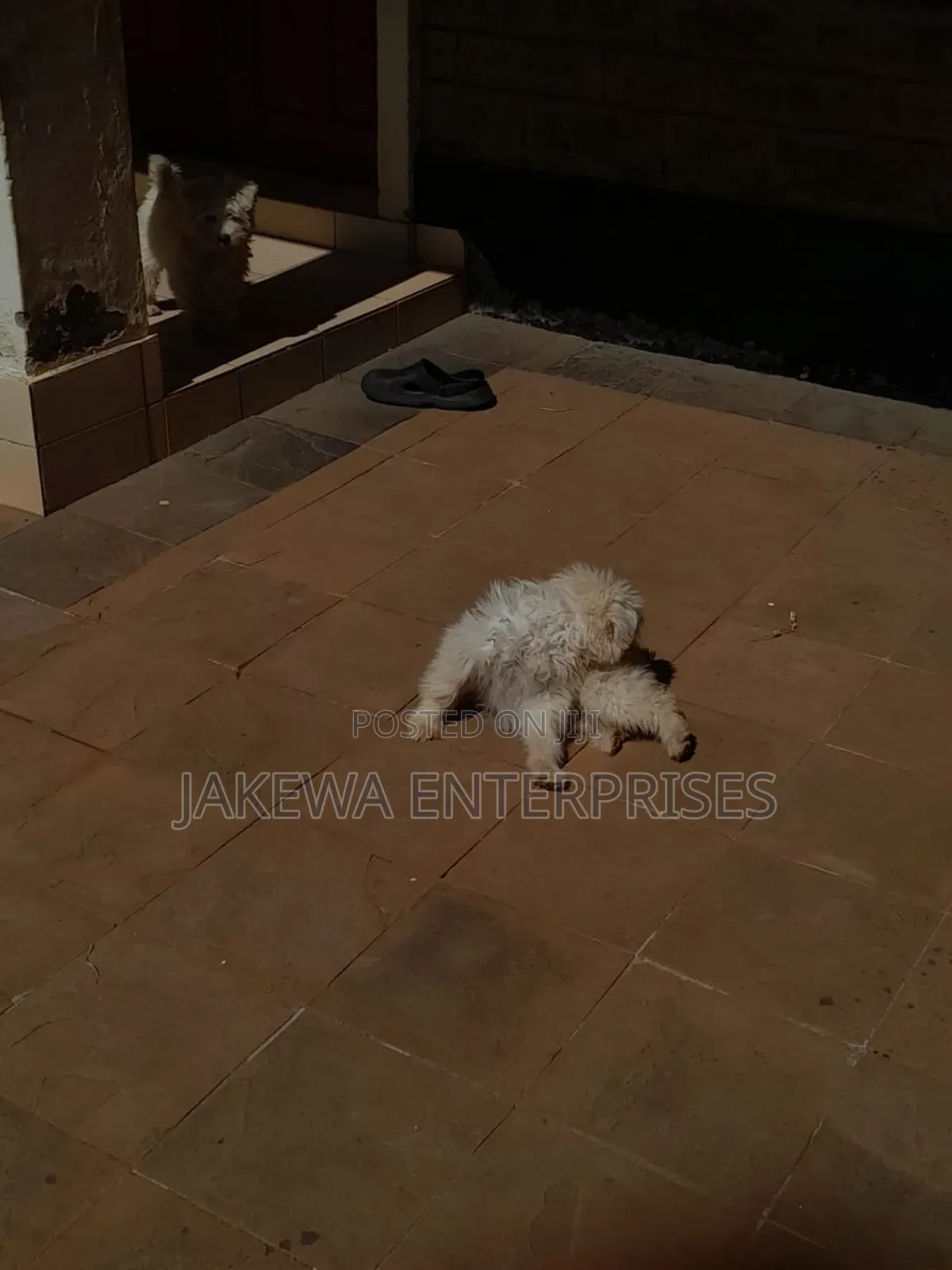 1-3 months Male Purebred Maltese