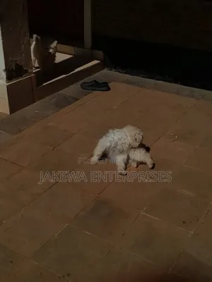 1-3 months Male Purebred Maltese