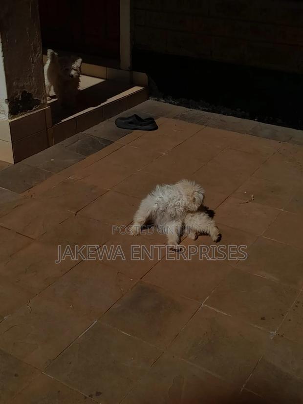 1-3 months Male Purebred Maltese - thumbnail 2