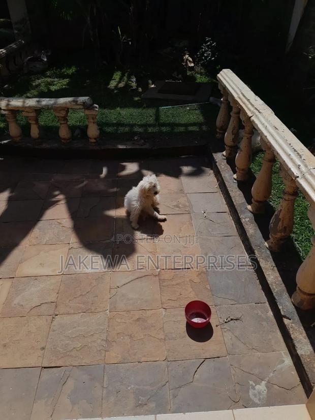 1-3 months Male Purebred Maltese - thumbnail 2