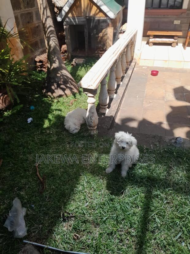 1-3 months Male Purebred Maltese - main view