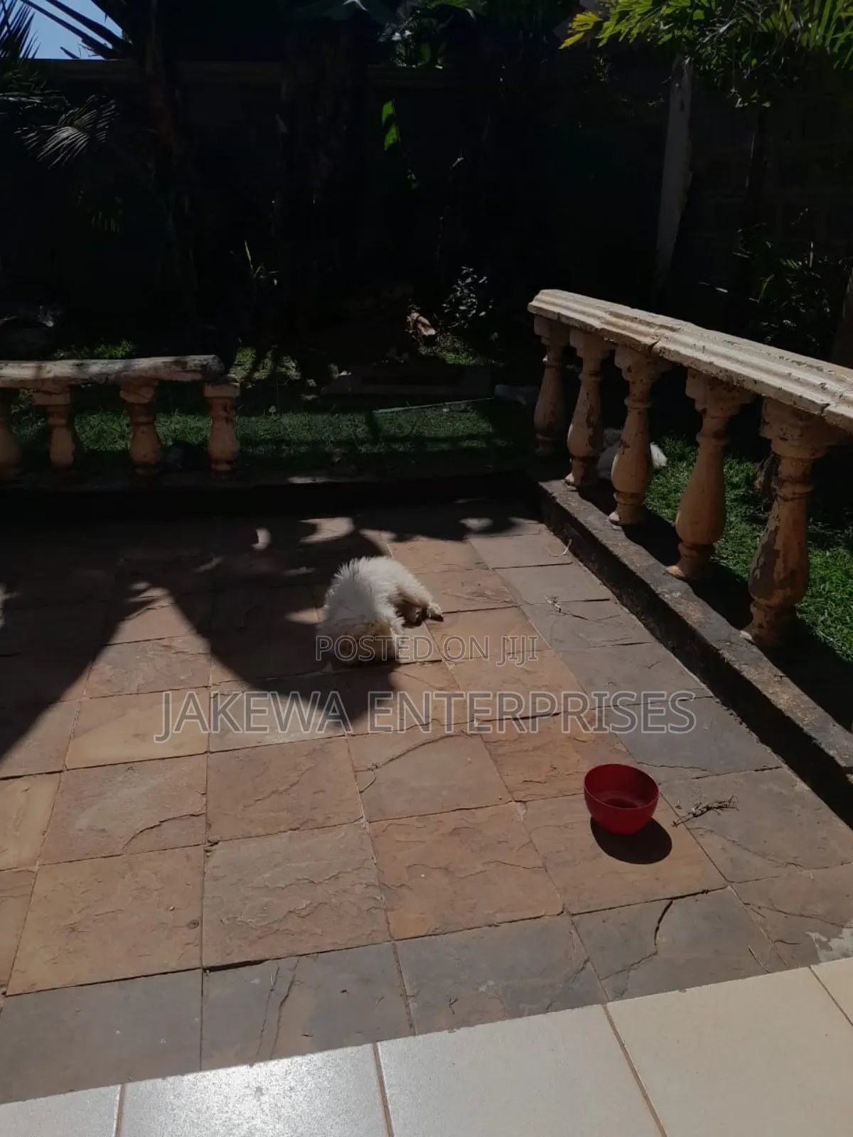 1-3 months Male Purebred Maltese
