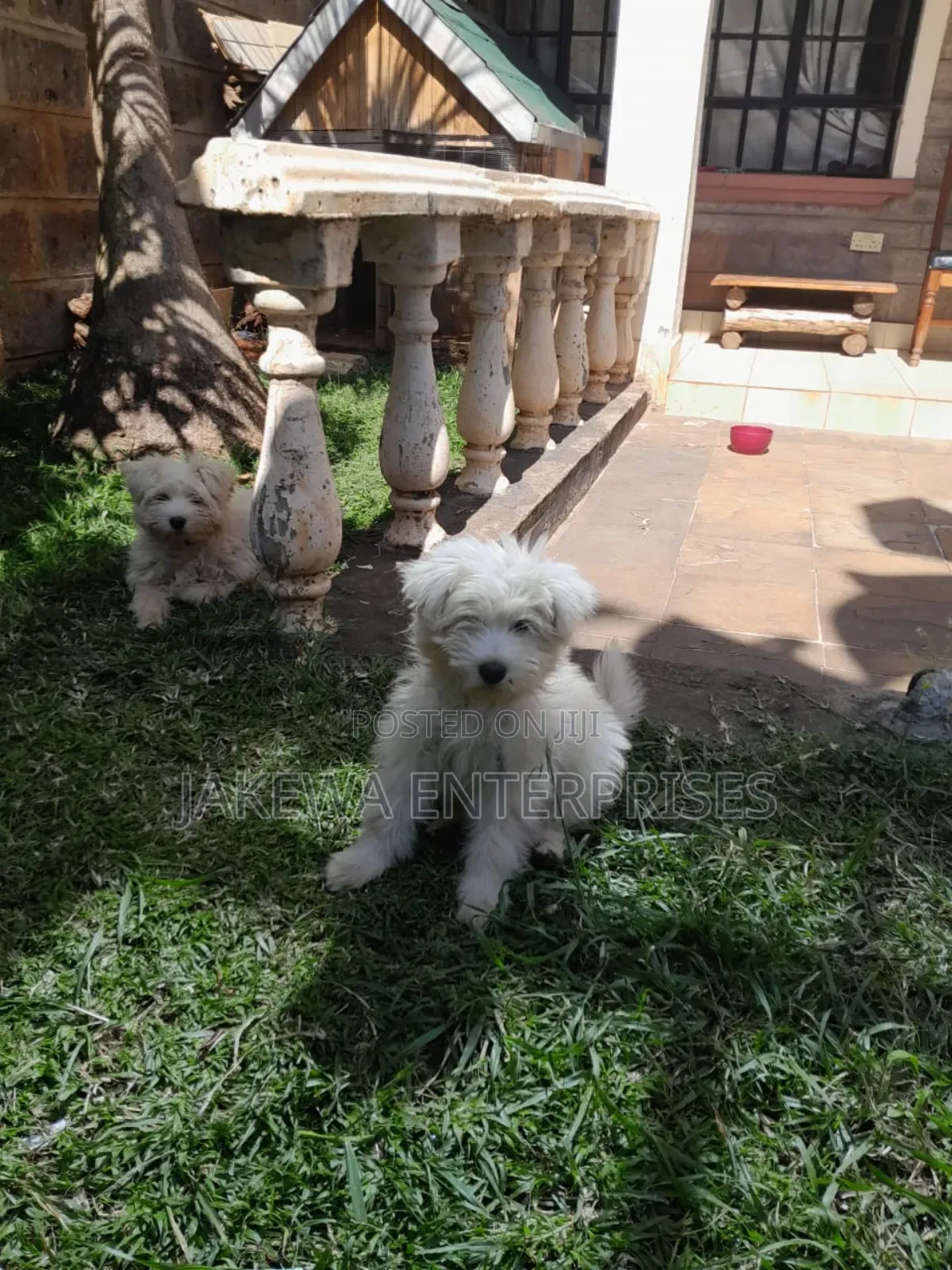 1-3 months Male Purebred Maltese
