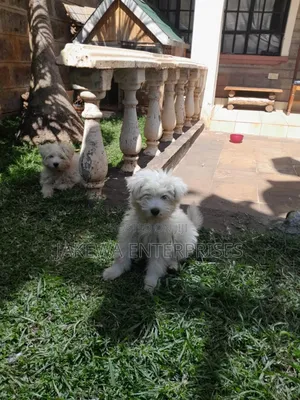 1-3 months Male Purebred Maltese