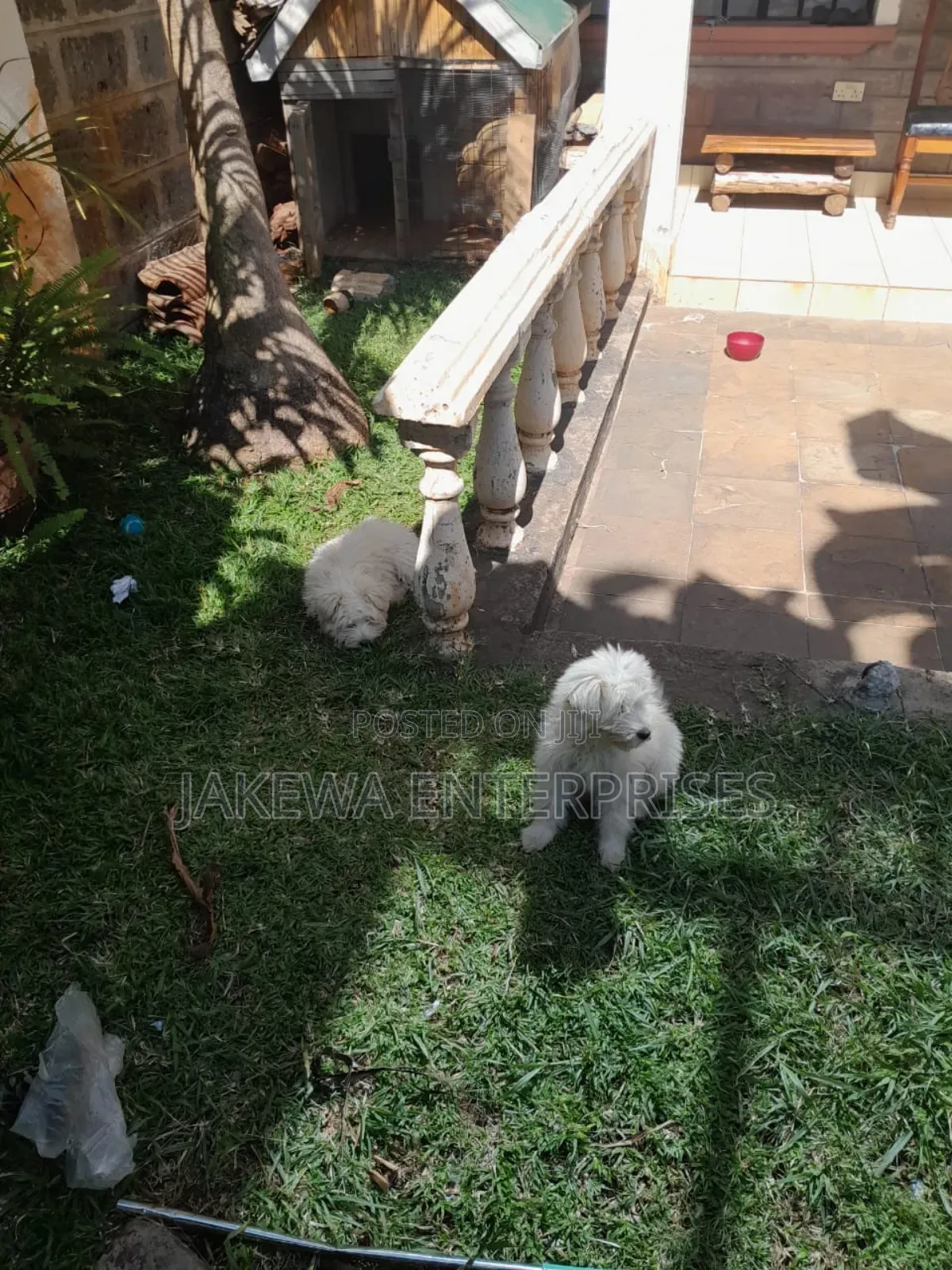 1-3 months Male Purebred Maltese