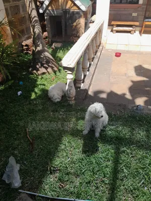 1-3 months Male Purebred Maltese