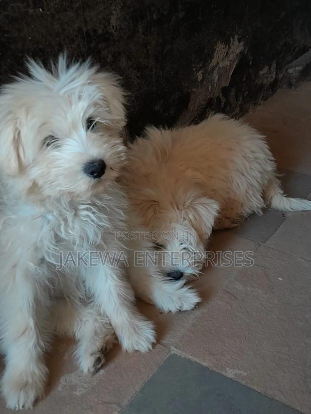 1-3 months Male Purebred Maltese - main view