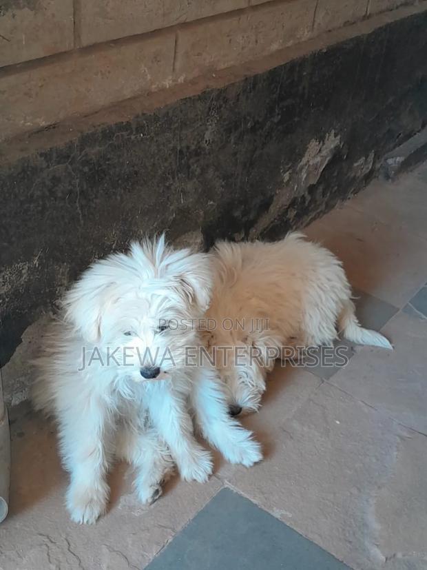 1-3 months Male Purebred Maltese - main view