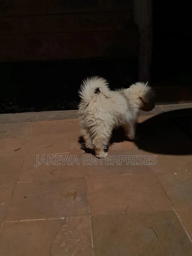 1-3 months Male Purebred Maltese