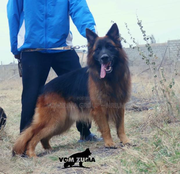1+ year Male Purebred German Shepherd