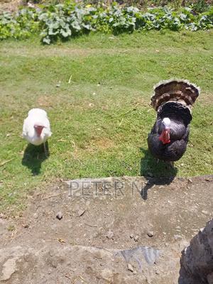 Mature Female Turkey and Eggs Available at 200 - thumbnail 2